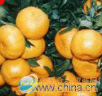 深耕優(yōu)質(zhì)白玉春蘿卜 從田間到餐桌的匠心供應(yīng)鏈解析