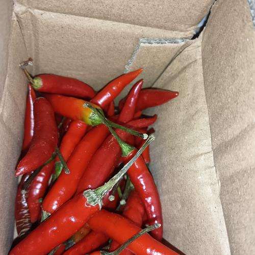 食用農(nóng)產(chǎn)品批發(fā)市場(chǎng)的當(dāng)月熱門(mén)品種與包裝方式分析